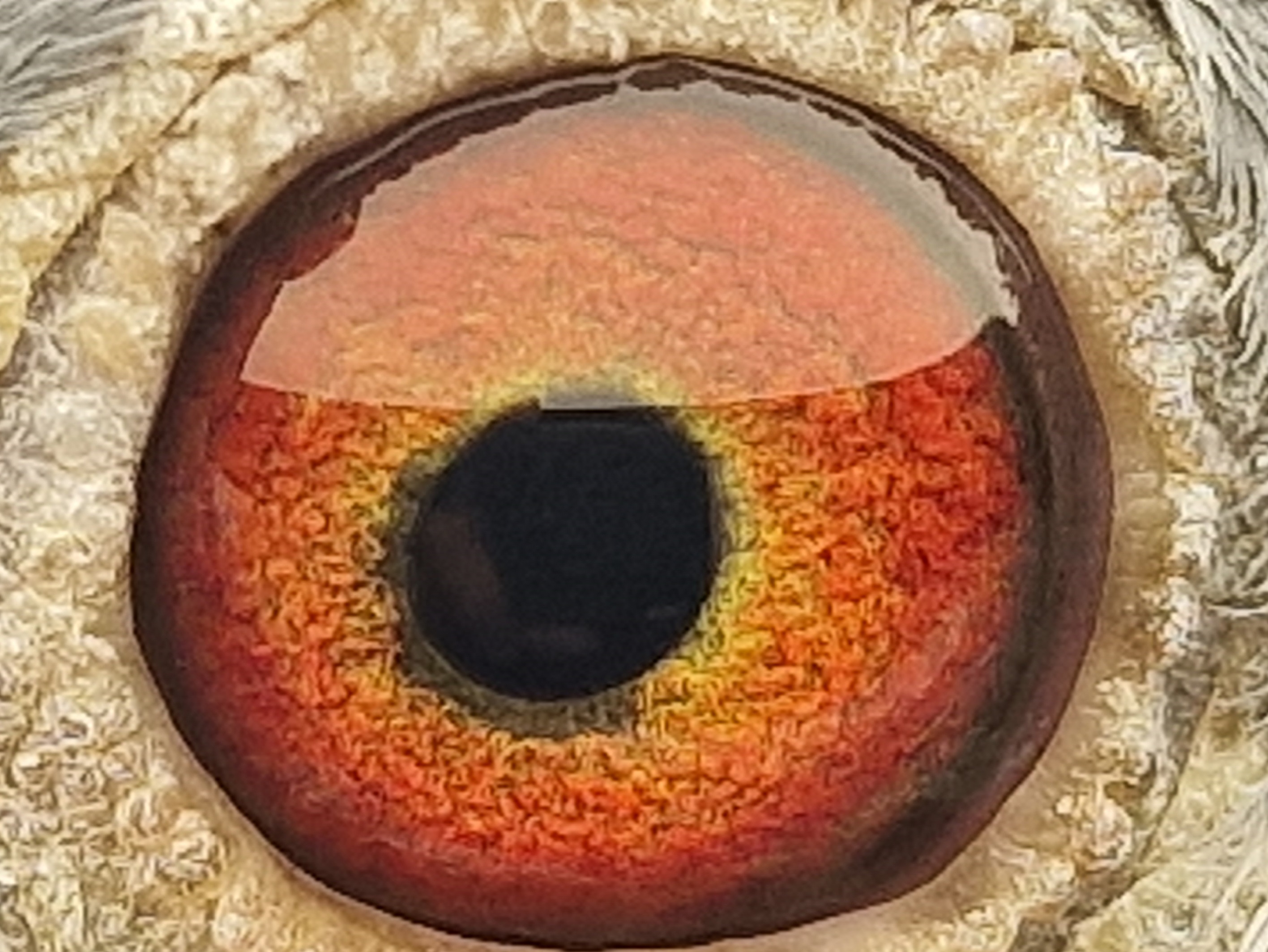 Pigeon eye